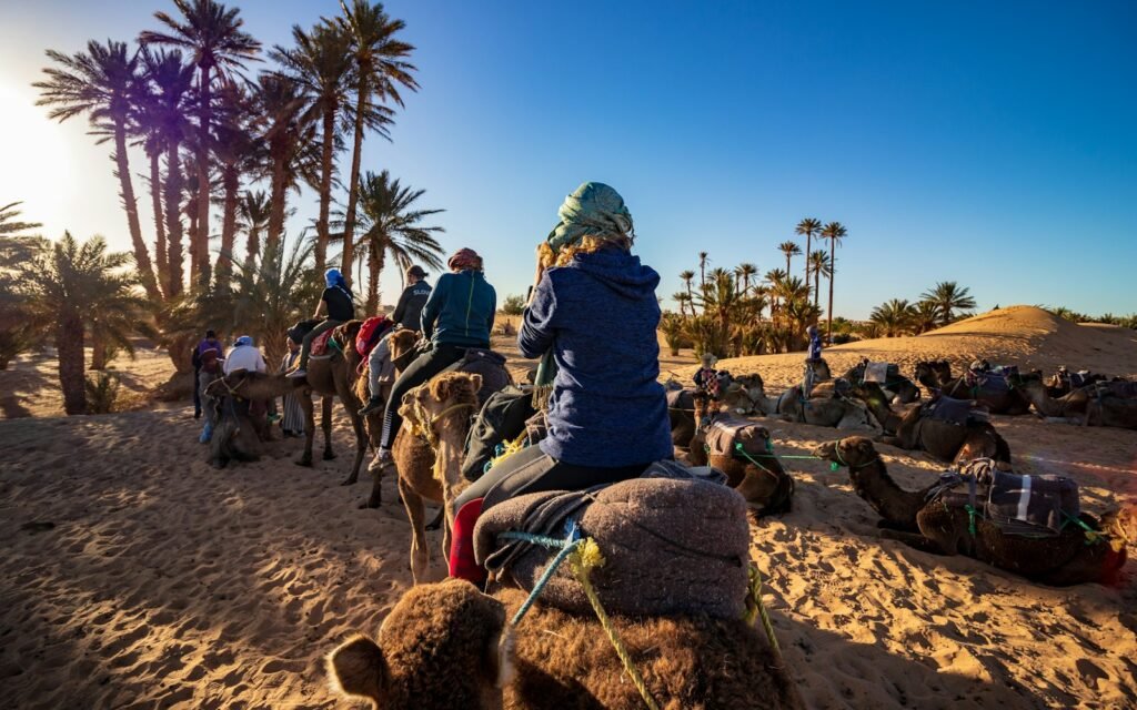 Camels resting under palm trees in Morocco
