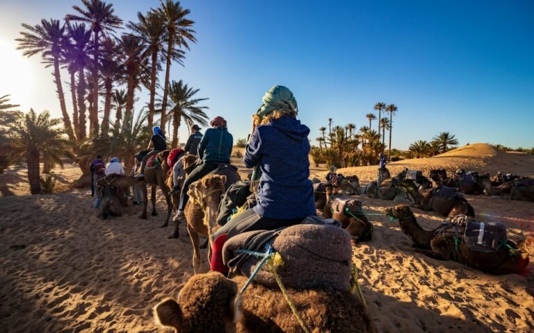 Camels resting under palm trees in Morocco