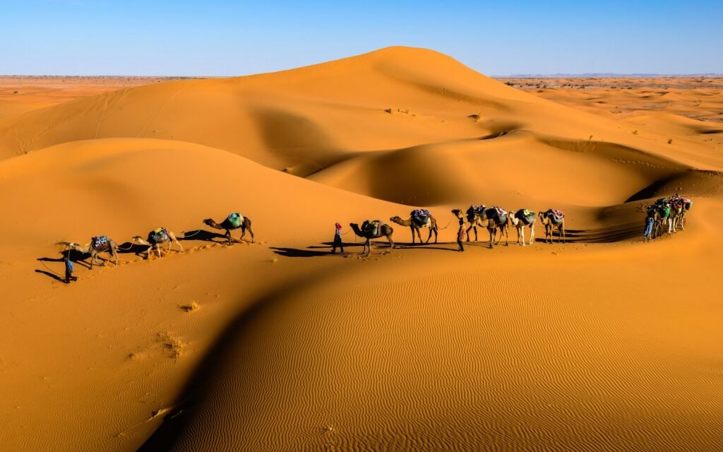 Camel caravan in the Sahara dunes of Merzouga