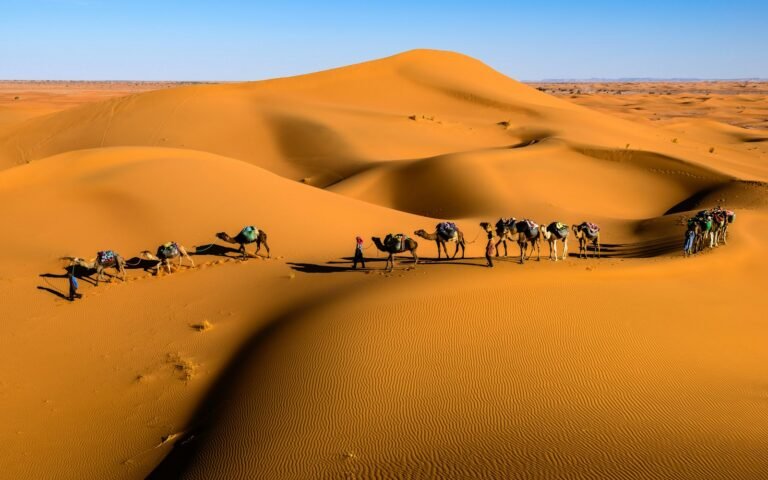 Camel caravan in the Sahara dunes of Merzouga